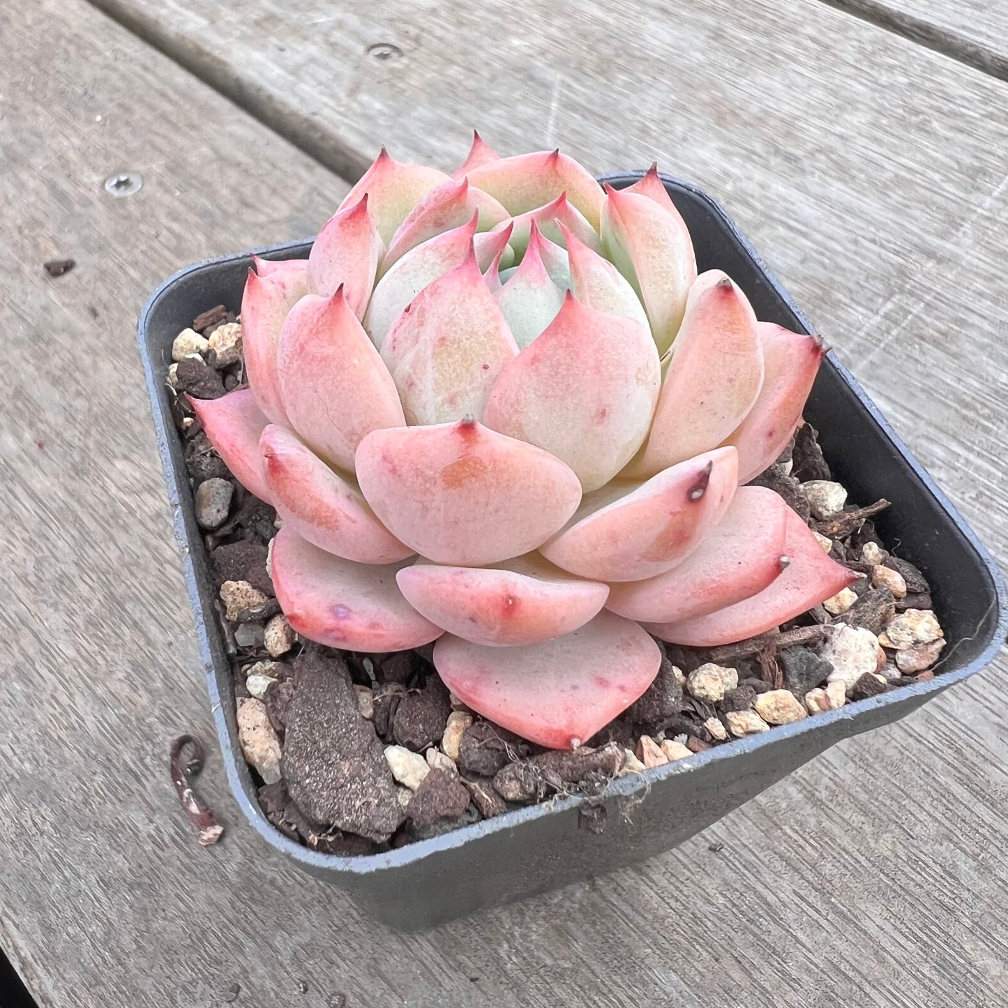 1211 Echeveria Tippy