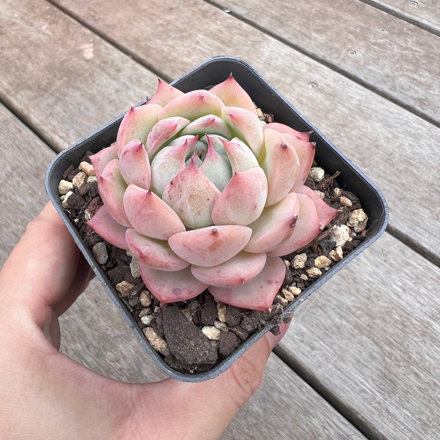 1211 Echeveria Tippy