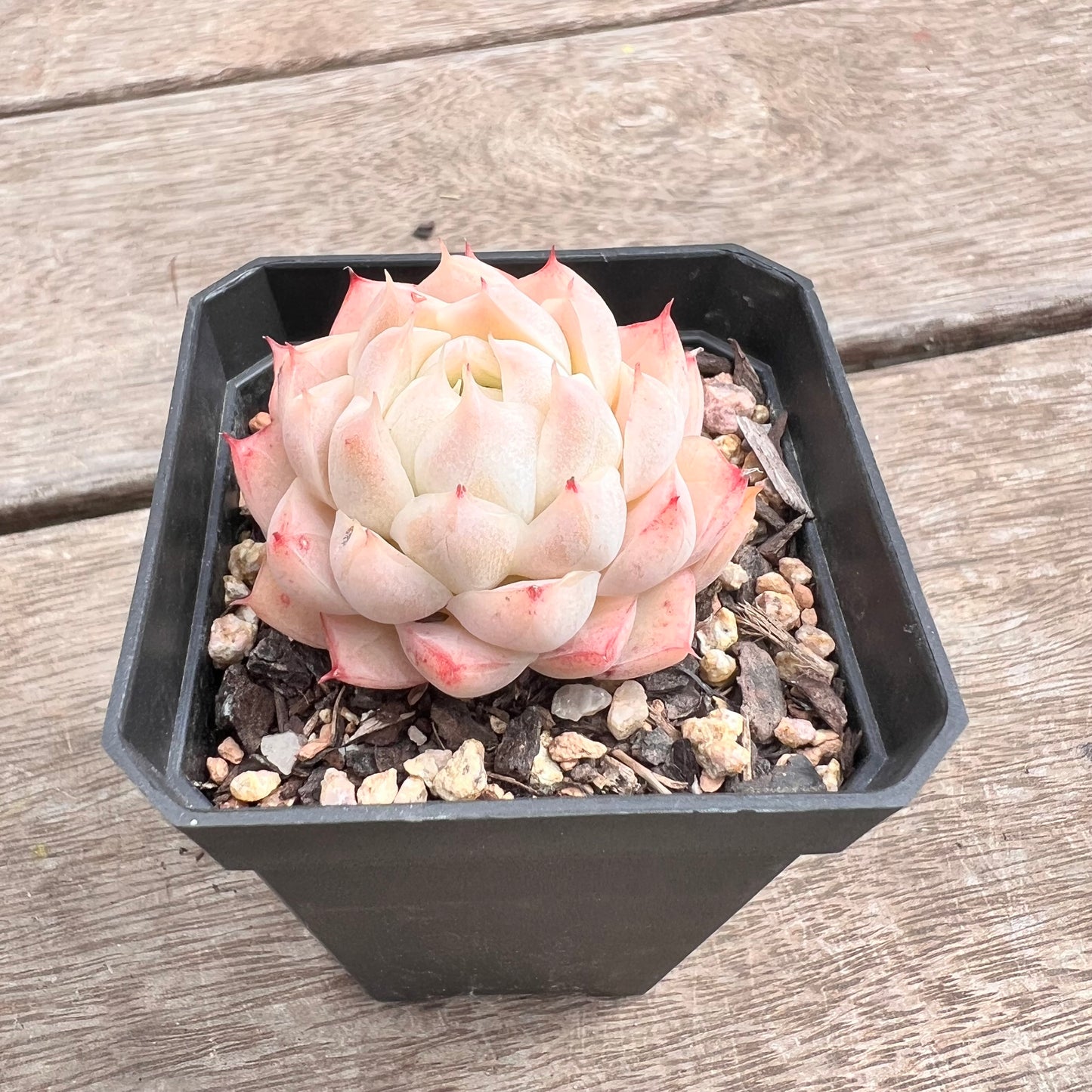 1211 Echeveria 'Peach Queen'