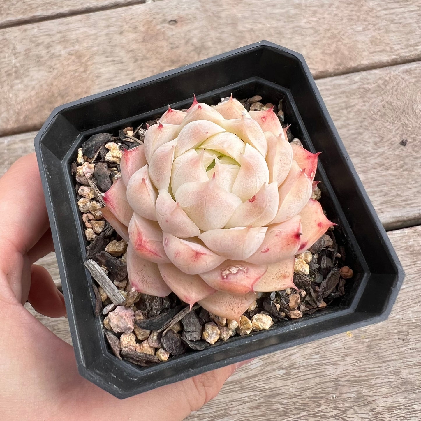 1211 Echeveria 'Peach Queen'