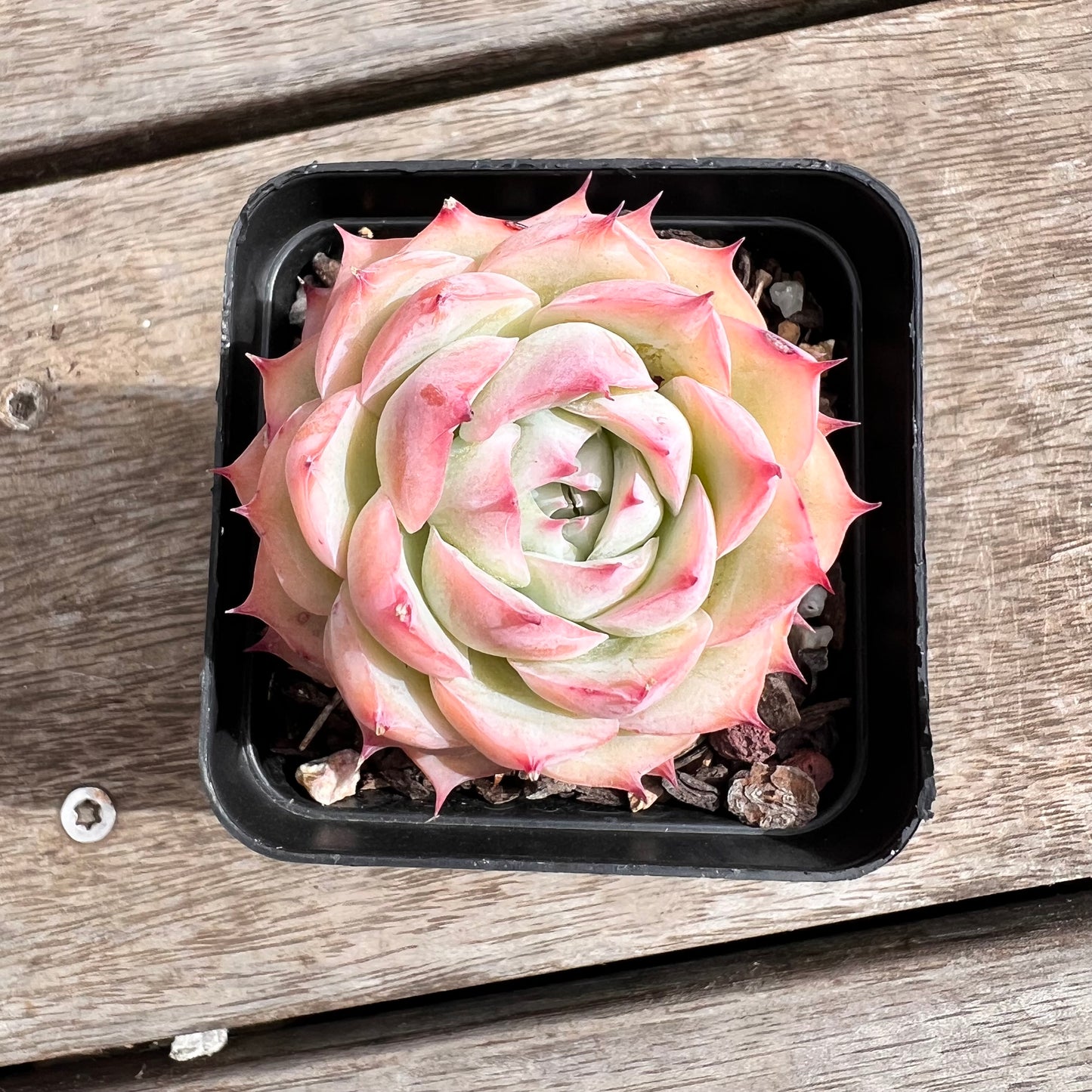 korean rose succulent 1211 Echeveria 'Silhouette' korean form