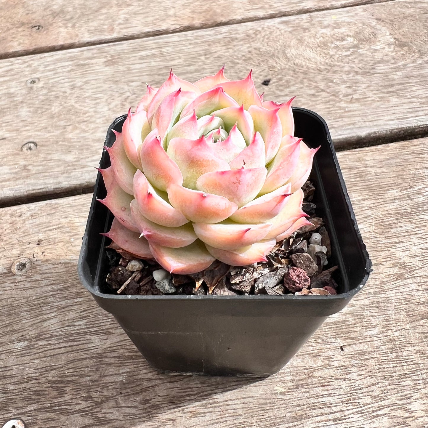 1211 Echeveria 'Silhouette' korean form