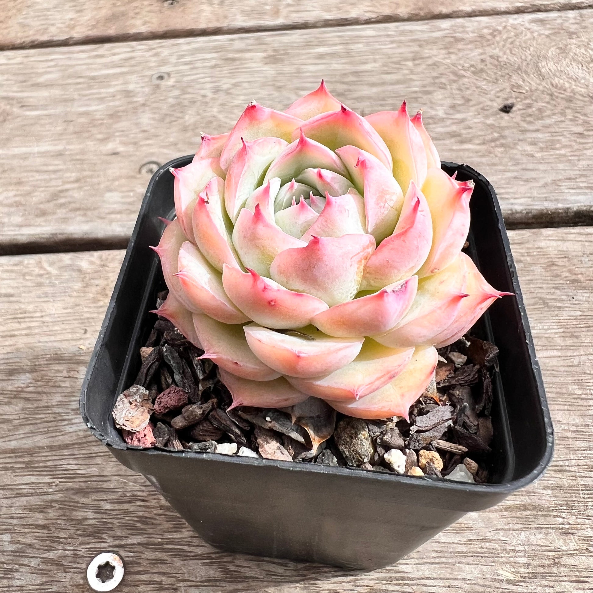 korean rose succulent 1211 Echeveria 'Silhouette' korean form