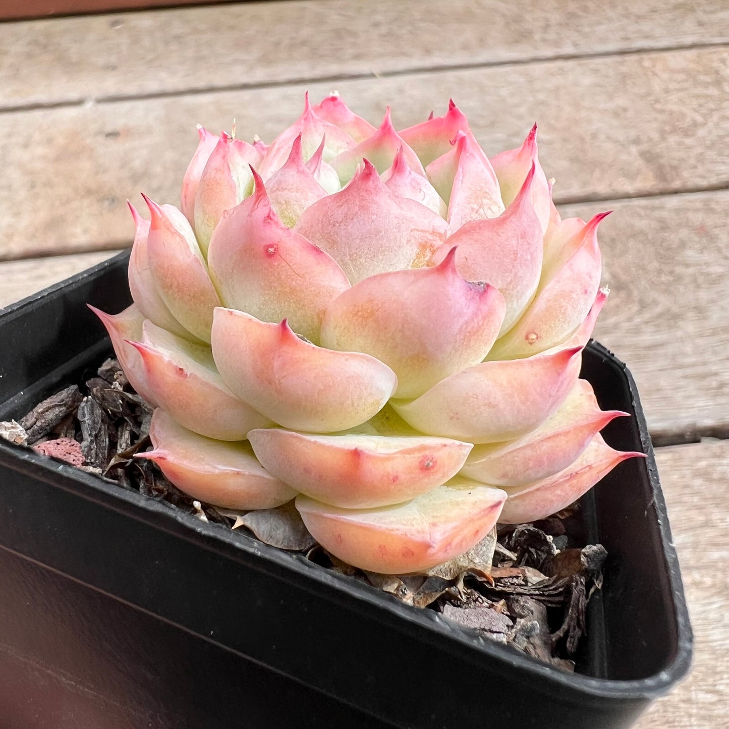 1211 Echeveria 'Silhouette' korean form