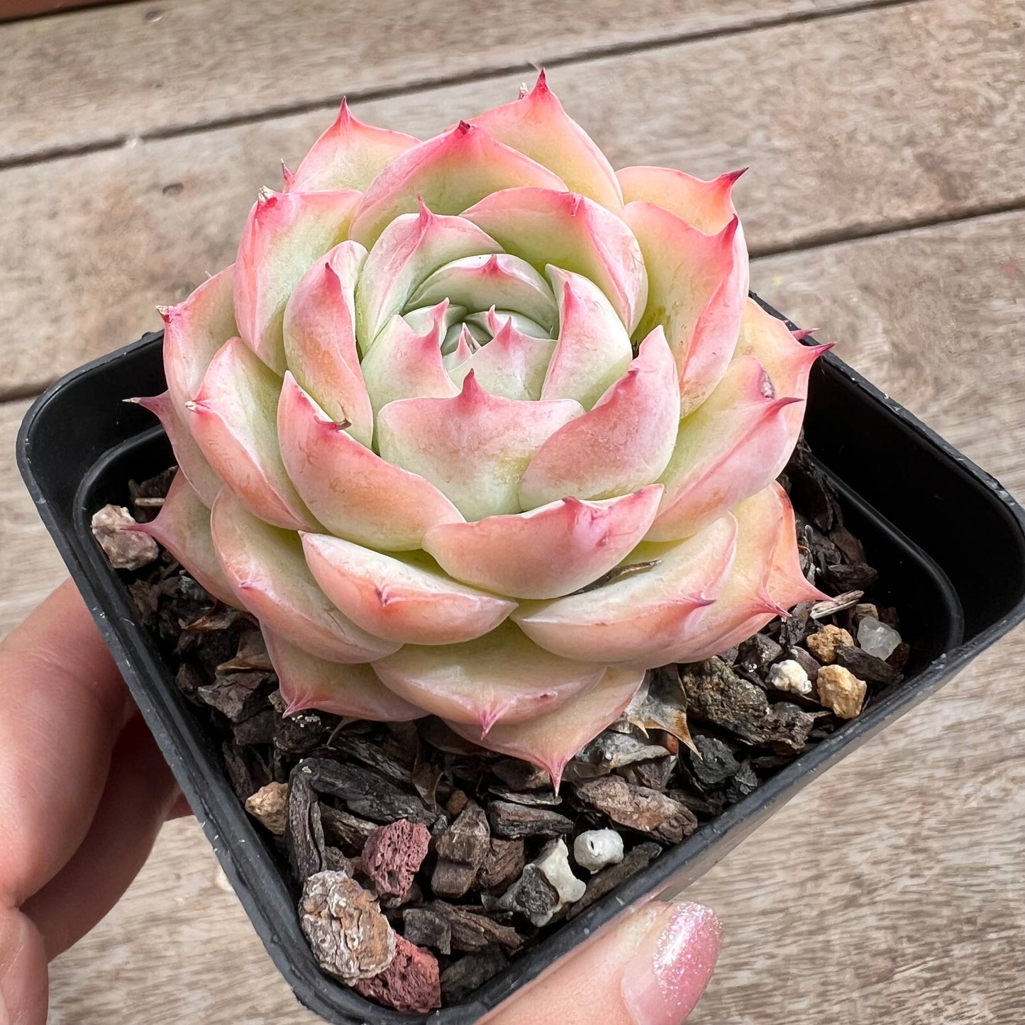 1211 Echeveria 'Silhouette' korean form