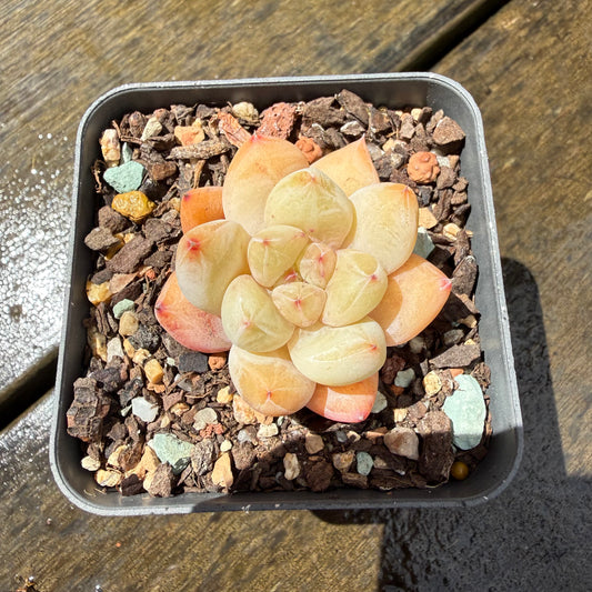 1211 Echeveria 'The Seven Fairies'