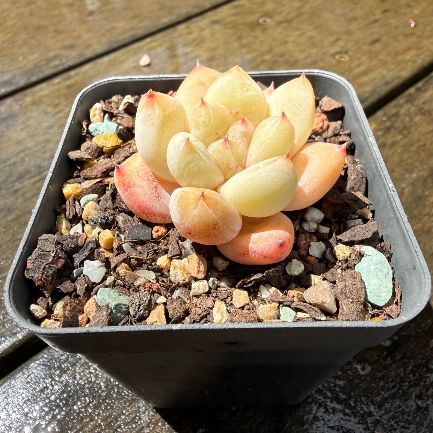 1211 Echeveria 'The Seven Fairies'