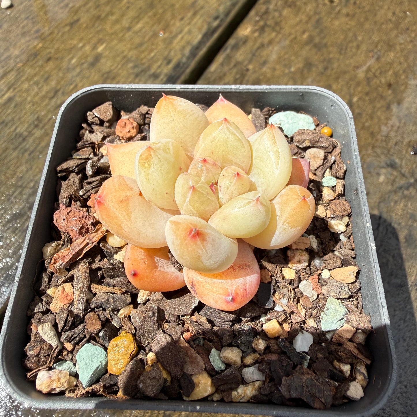 1211 Echeveria 'The Seven Fairies'