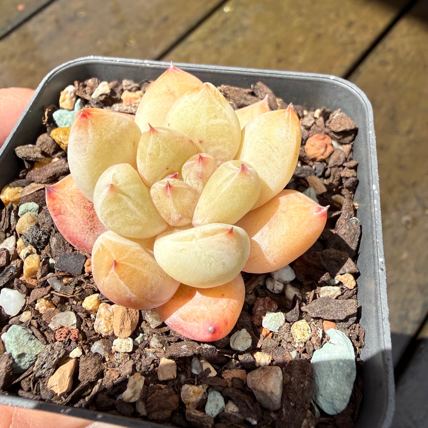 1211 Echeveria 'The Seven Fairies'