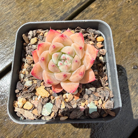 1211 Echeveria 'White King'