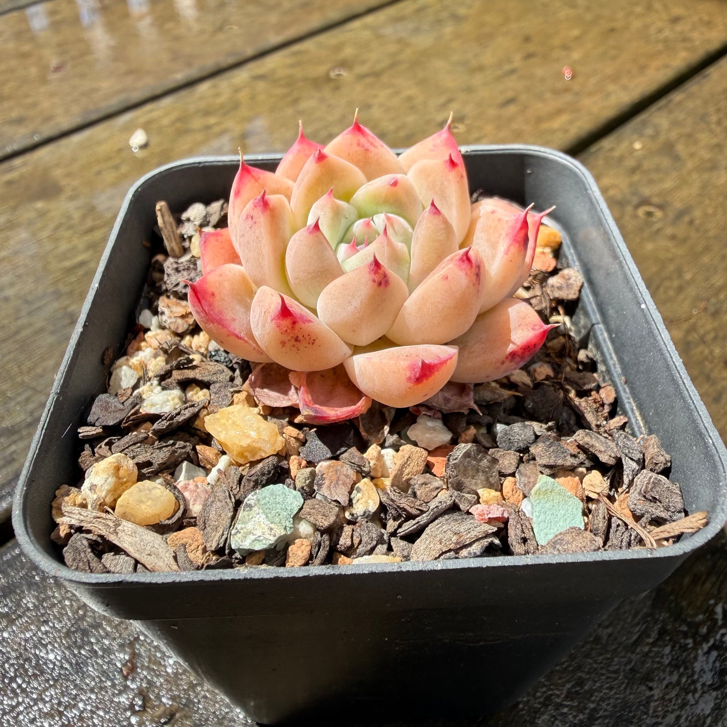 1211 Echeveria 'White King'
