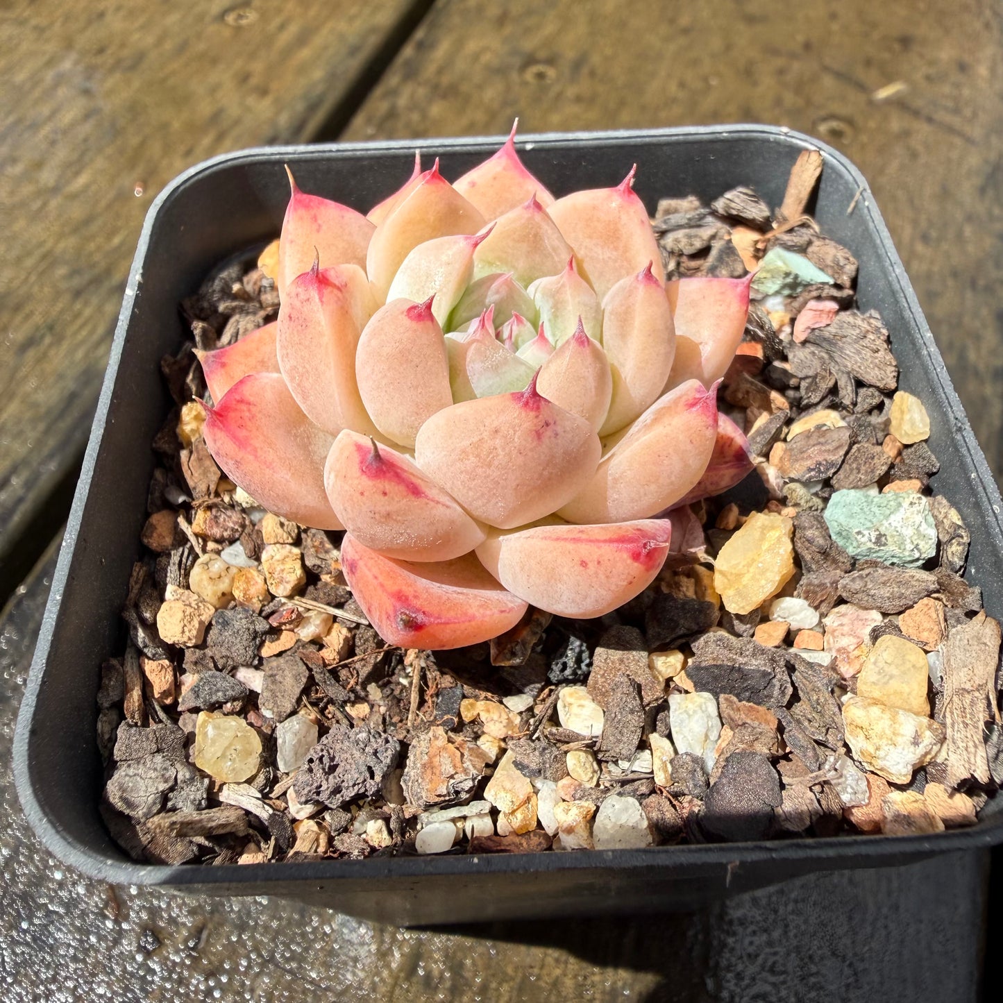 1211 Echeveria 'White King'