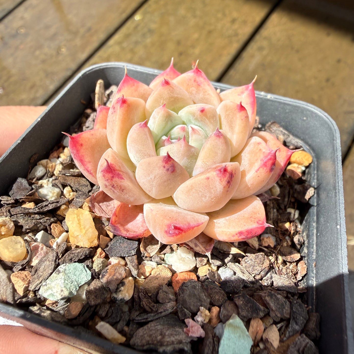 1211 Echeveria 'White King'