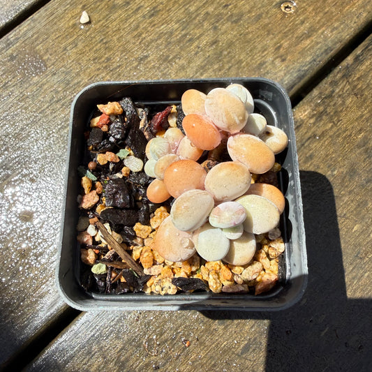 1211 Graptopetalum Amethystinum / Lavender Pebbles