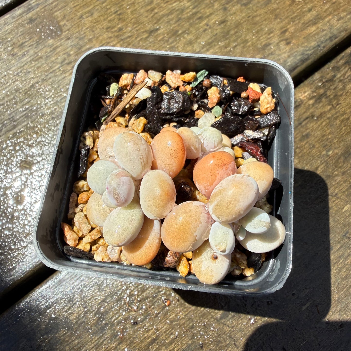 1211 Graptopetalum Amethystinum / Lavender Pebbles