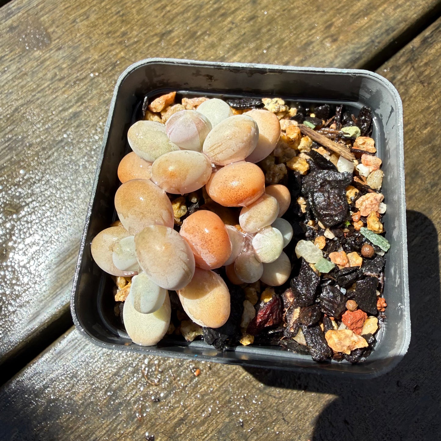 1211 Graptopetalum Amethystinum / Lavender Pebbles