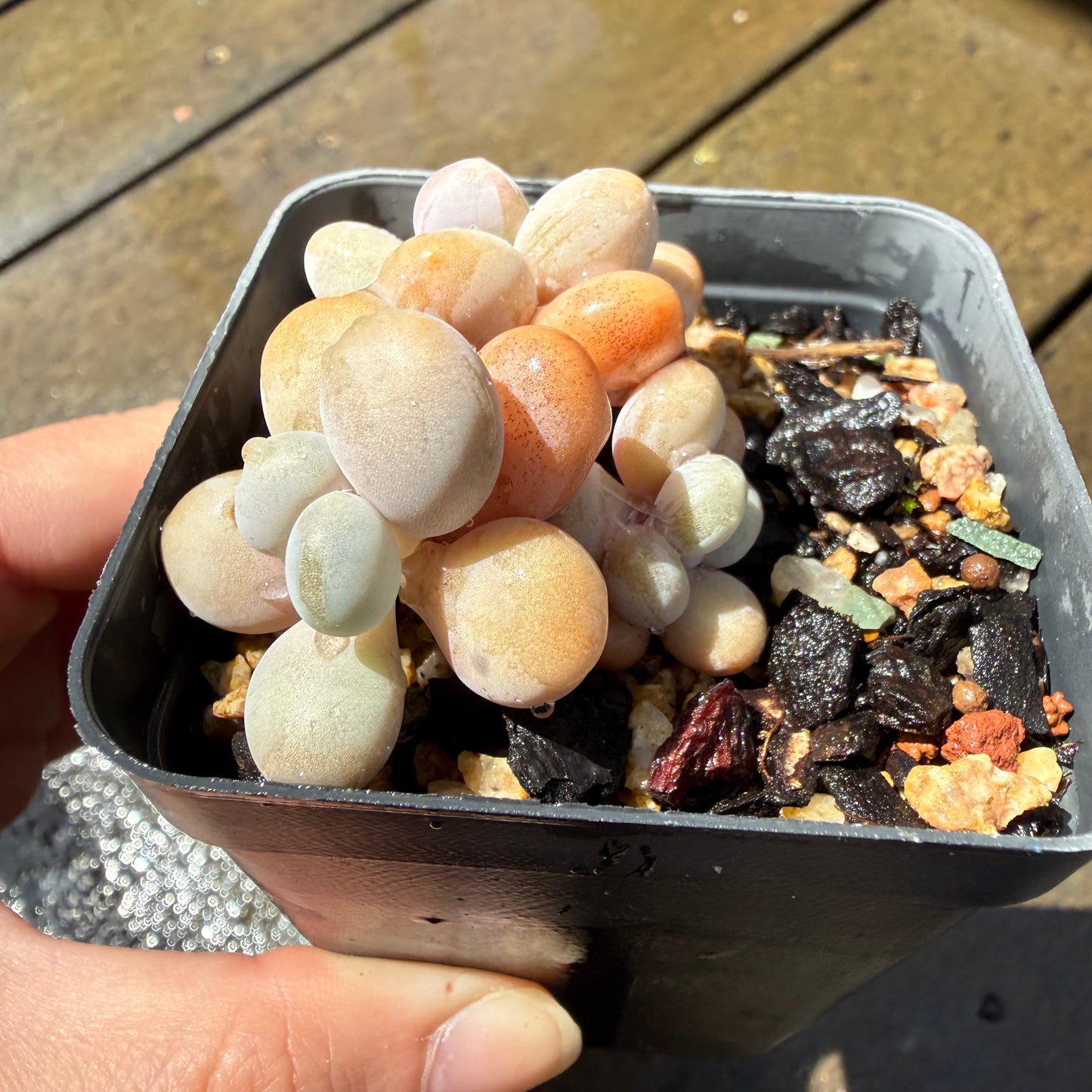 1211 Graptopetalum Amethystinum / Lavender Pebbles