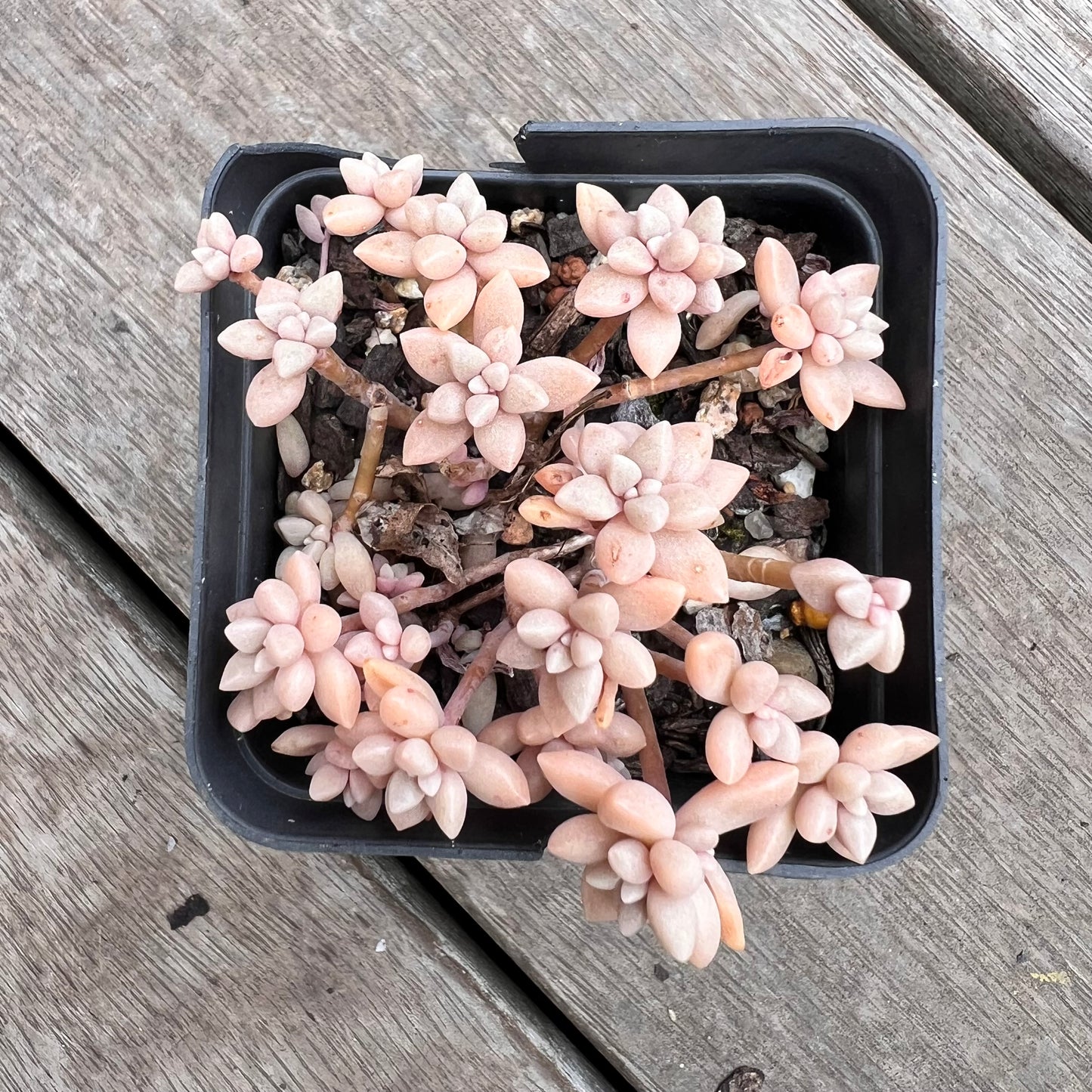 1211 Graptopetalum Medozae