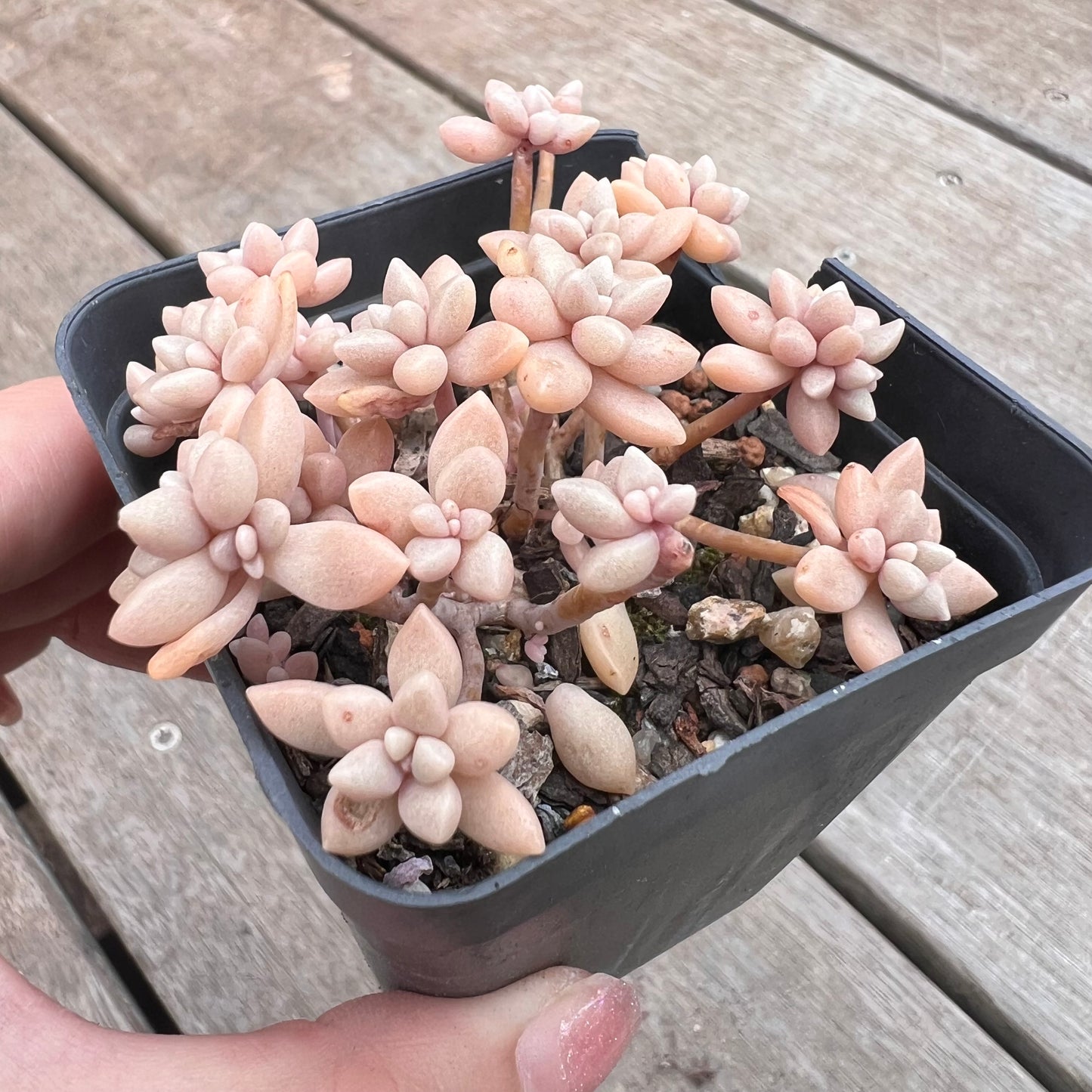 1211 Graptopetalum Medozae