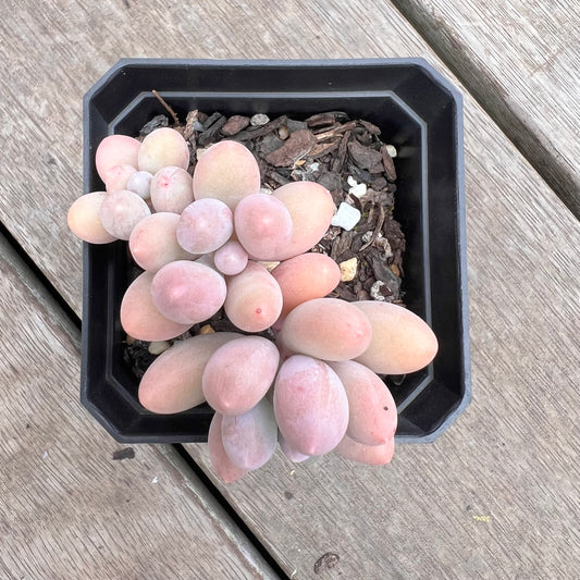 1211 Pachyphytum 'Egg Tart'