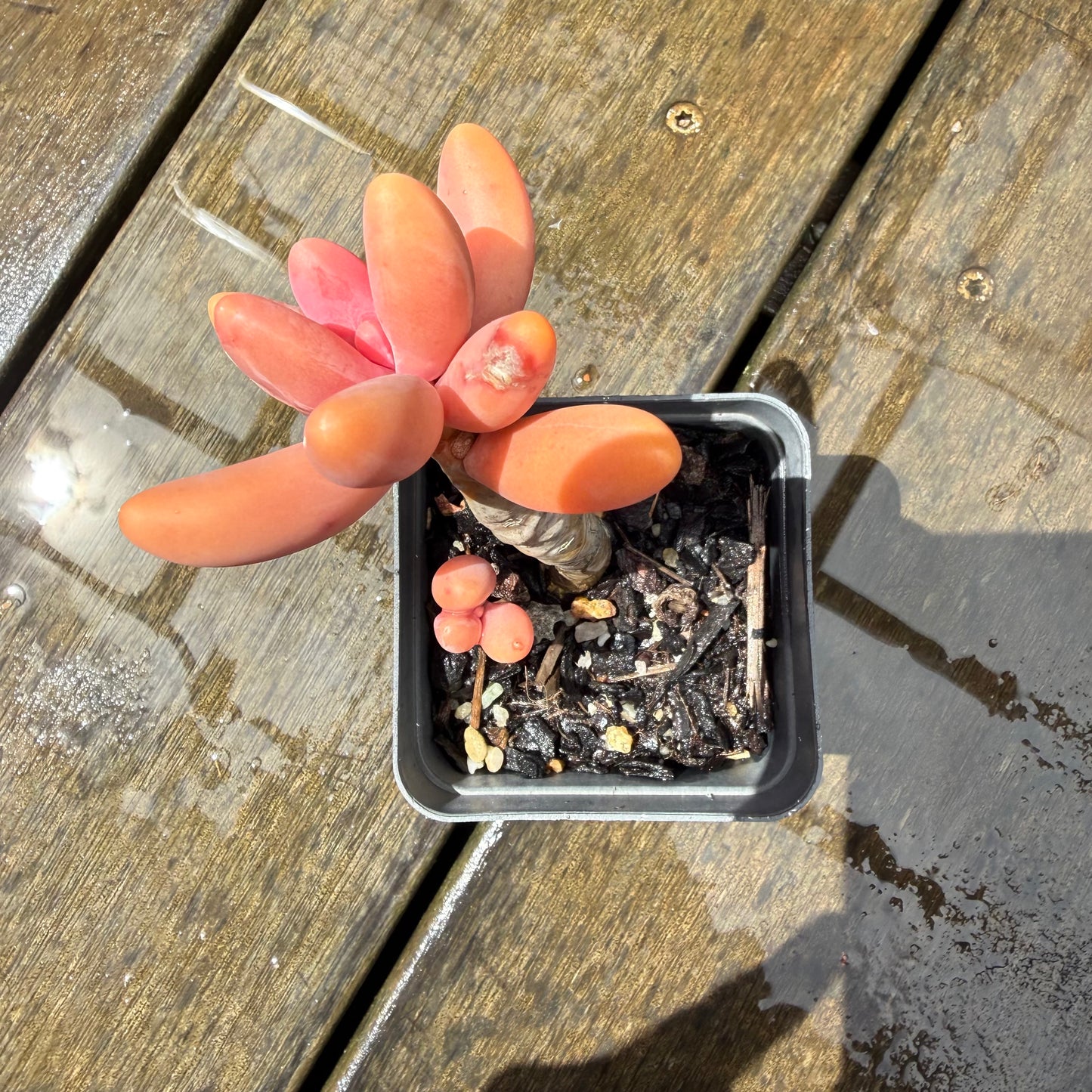 1211 Pachysedum Ganzhou