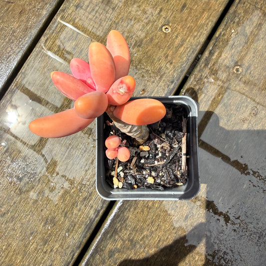 1211 Pachysedum Ganzhou