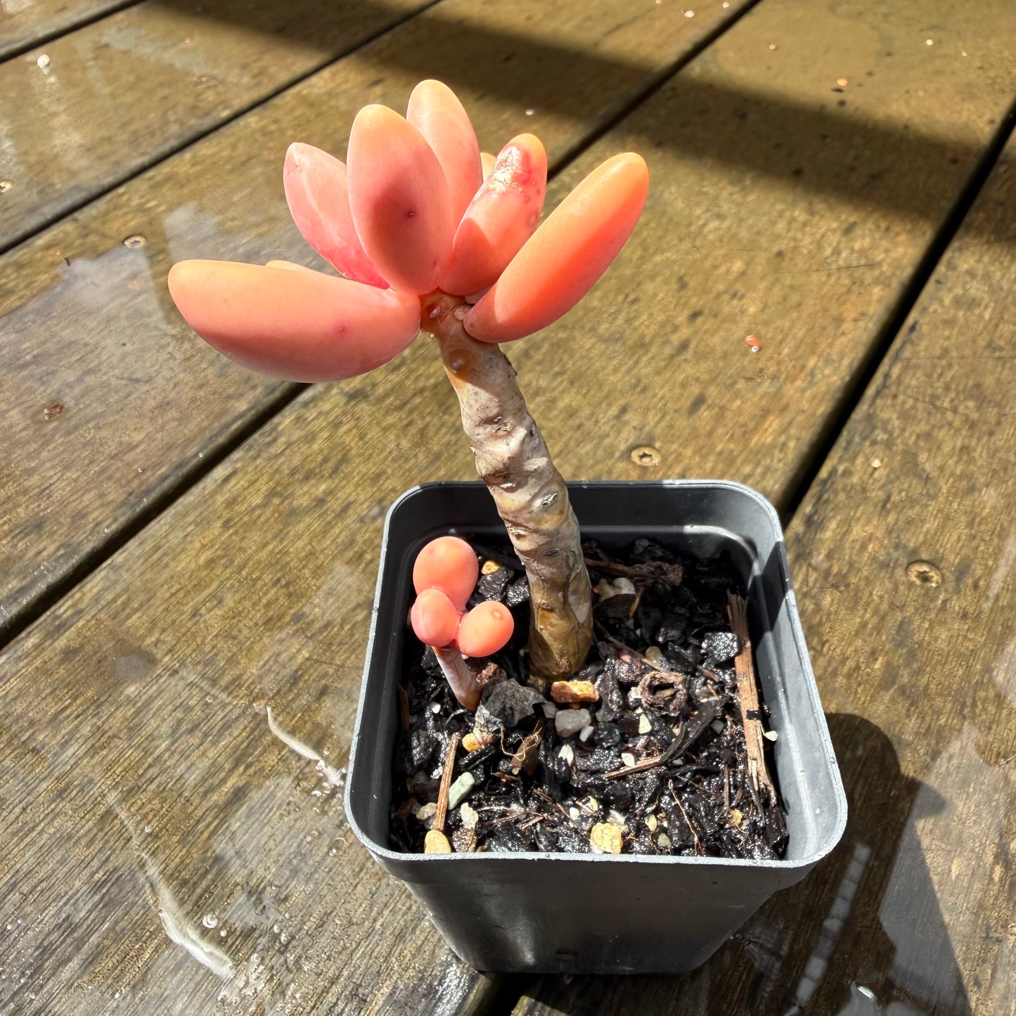 1211 Pachysedum Ganzhou
