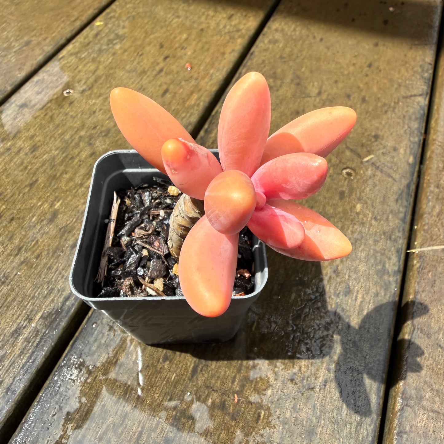 1211 Pachysedum Ganzhou