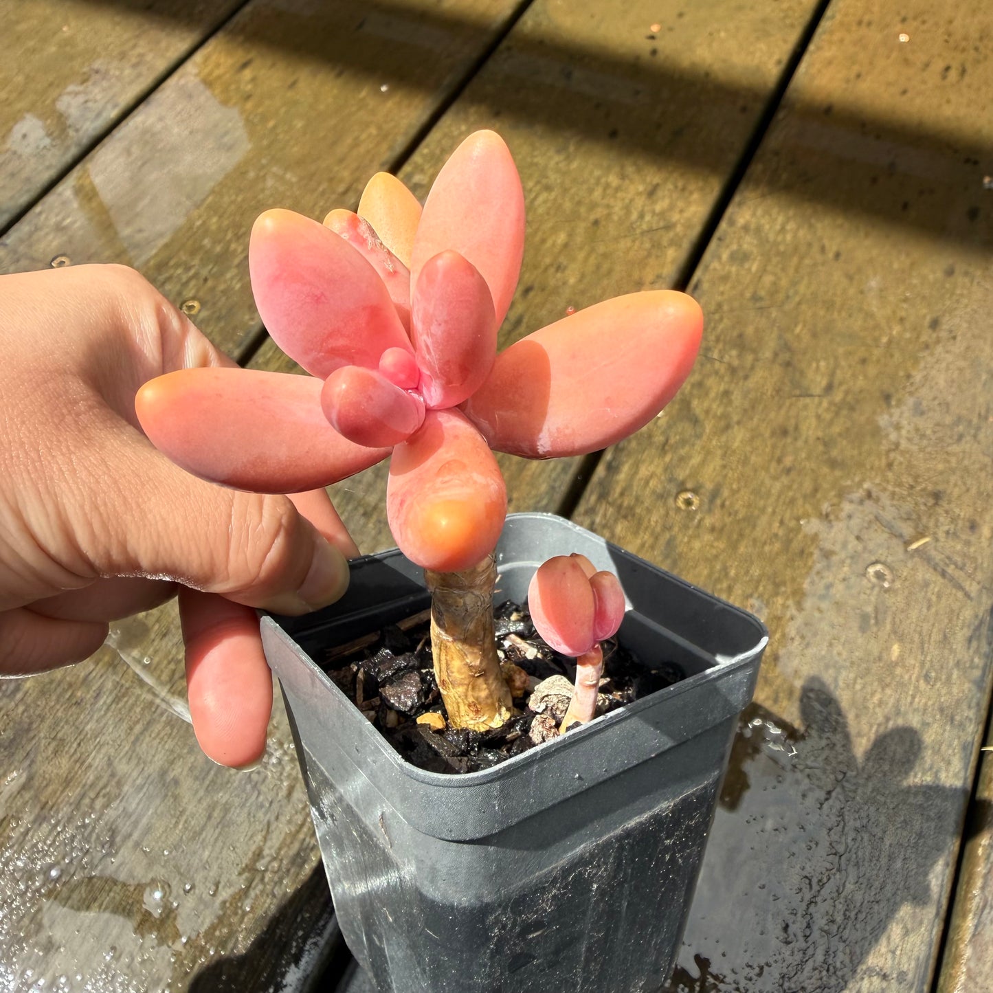 1211 Pachysedum Ganzhou