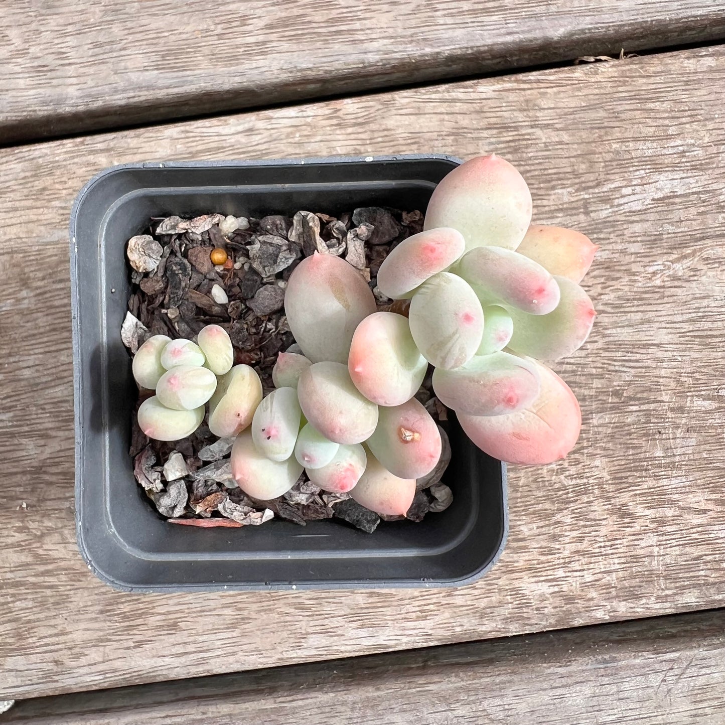 1211 Pachyphytum Oviferum Mikadukibijin