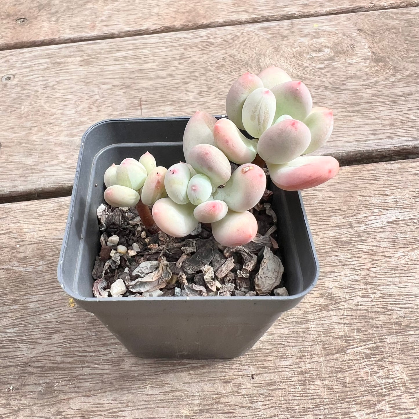 1211 Pachyphytum Oviferum Mikadukibijin