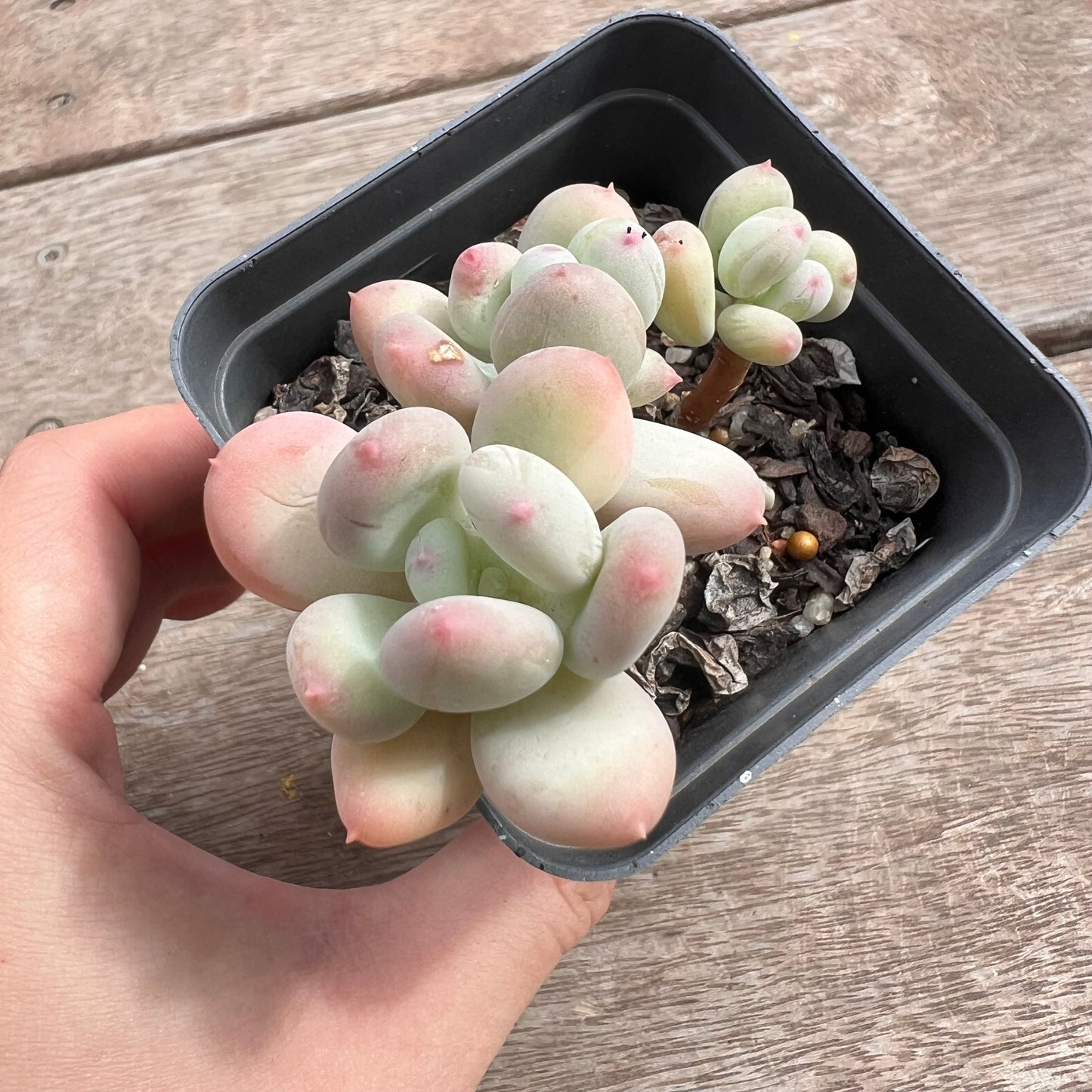 1211 Pachyphytum Oviferum Mikadukibijin