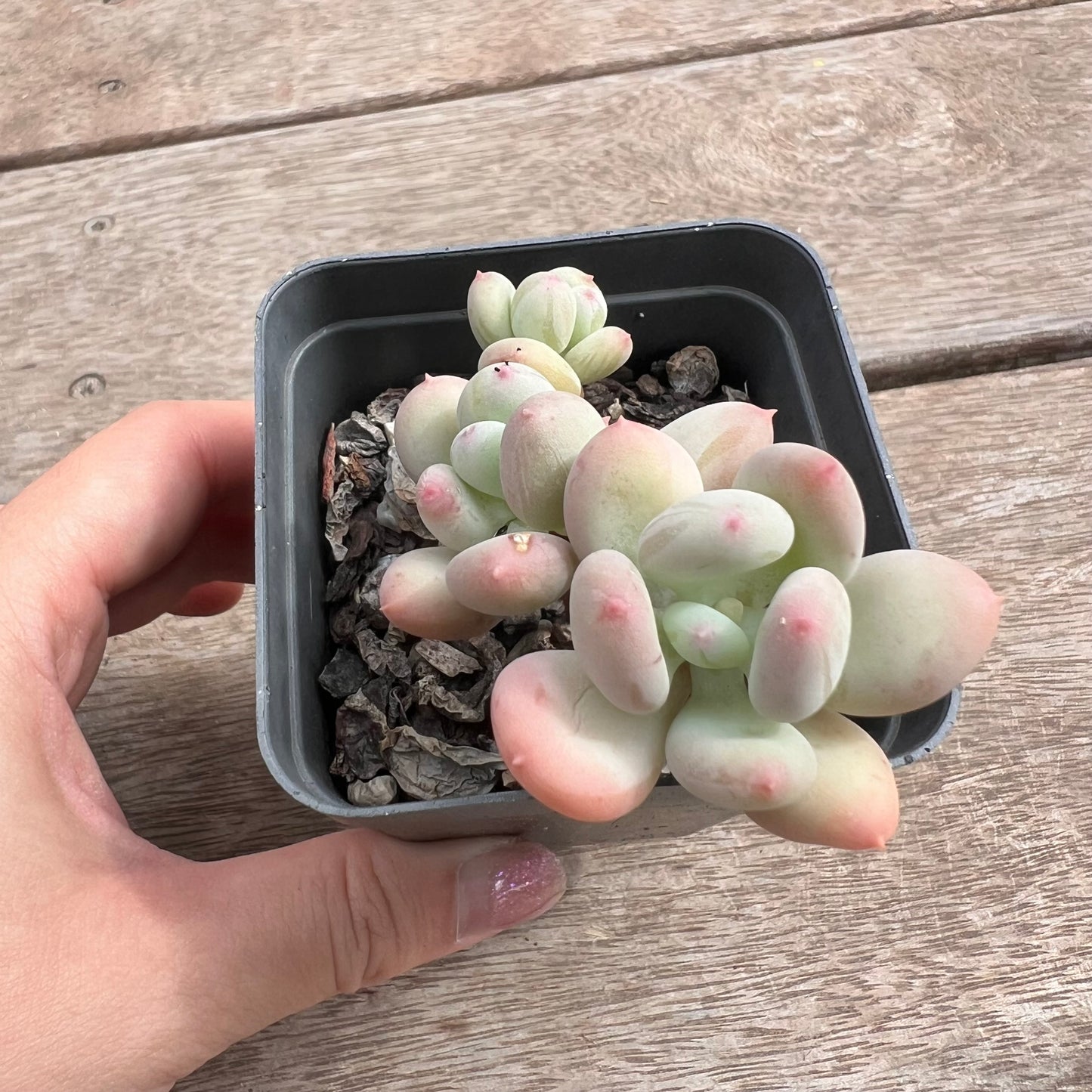 1211 Pachyphytum Oviferum Mikadukibijin