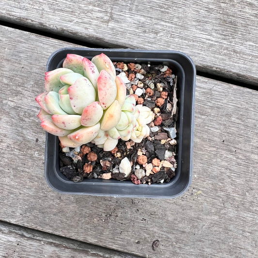 1211 Sedeveria Vanilla Bis