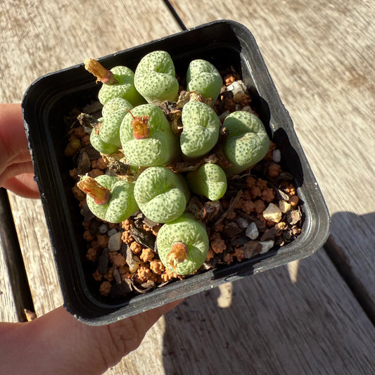 1305 Conophytum sp.