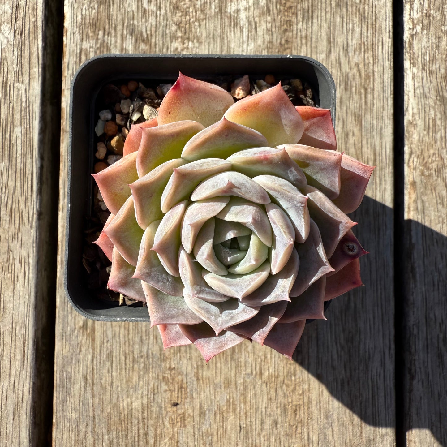 1305 Echeveria Everhart