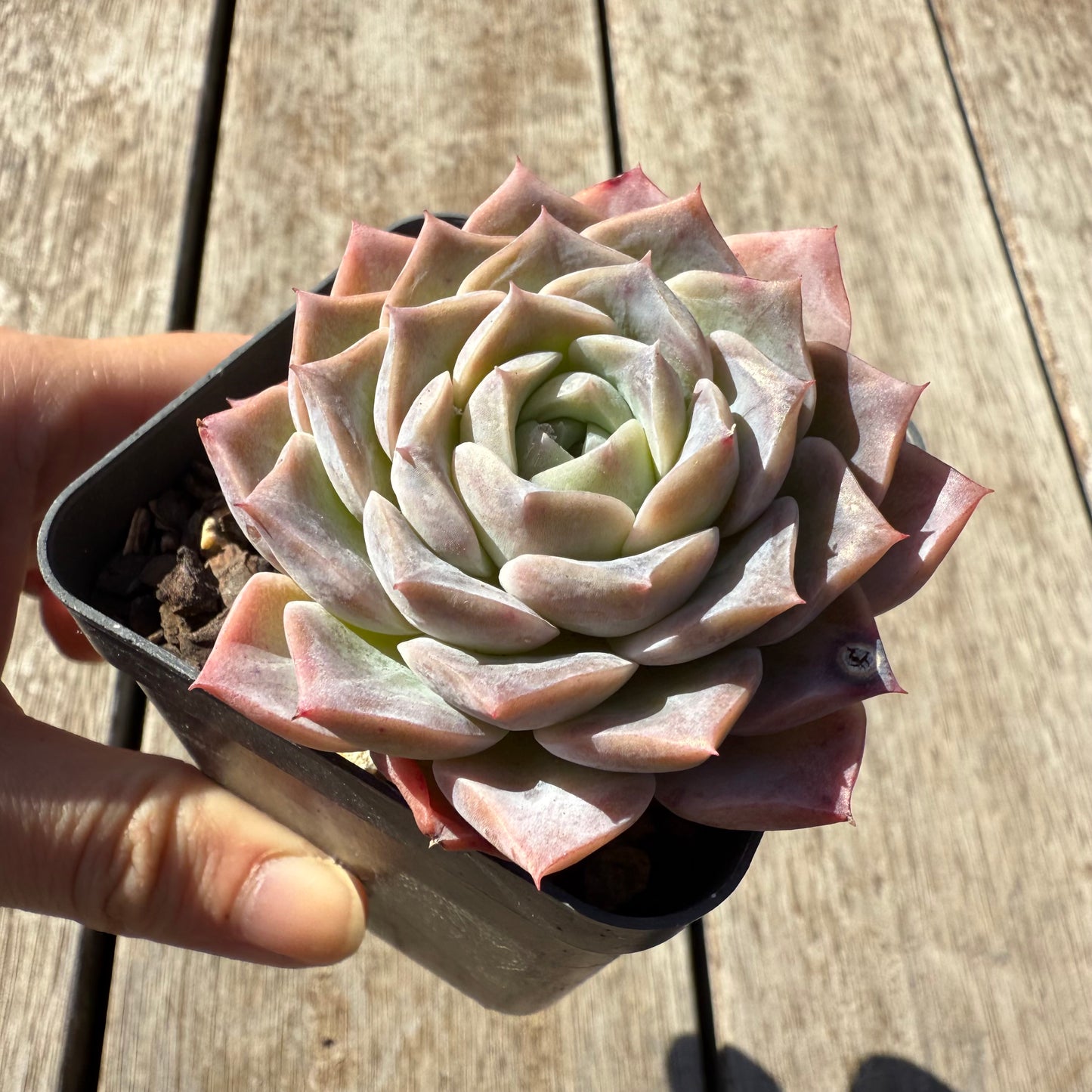 1305 Echeveria Everhart