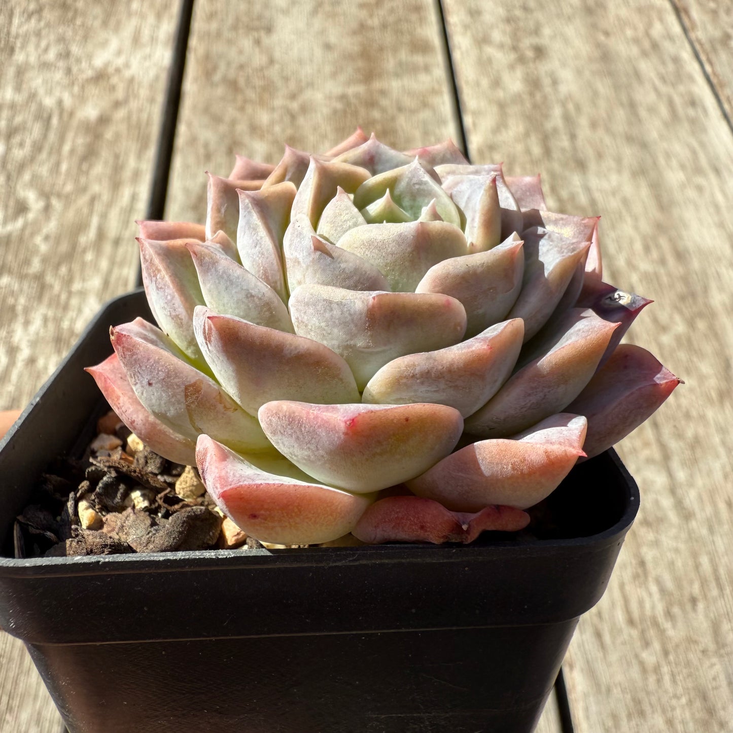 1305 Echeveria Everhart