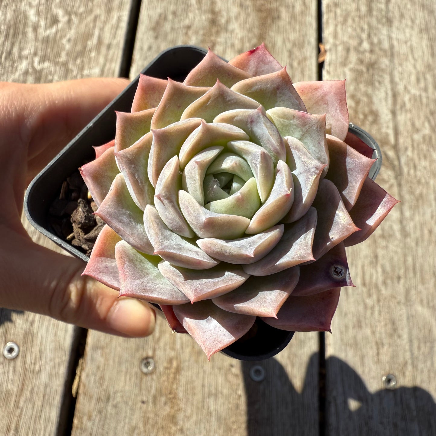 1305 Echeveria Everhart