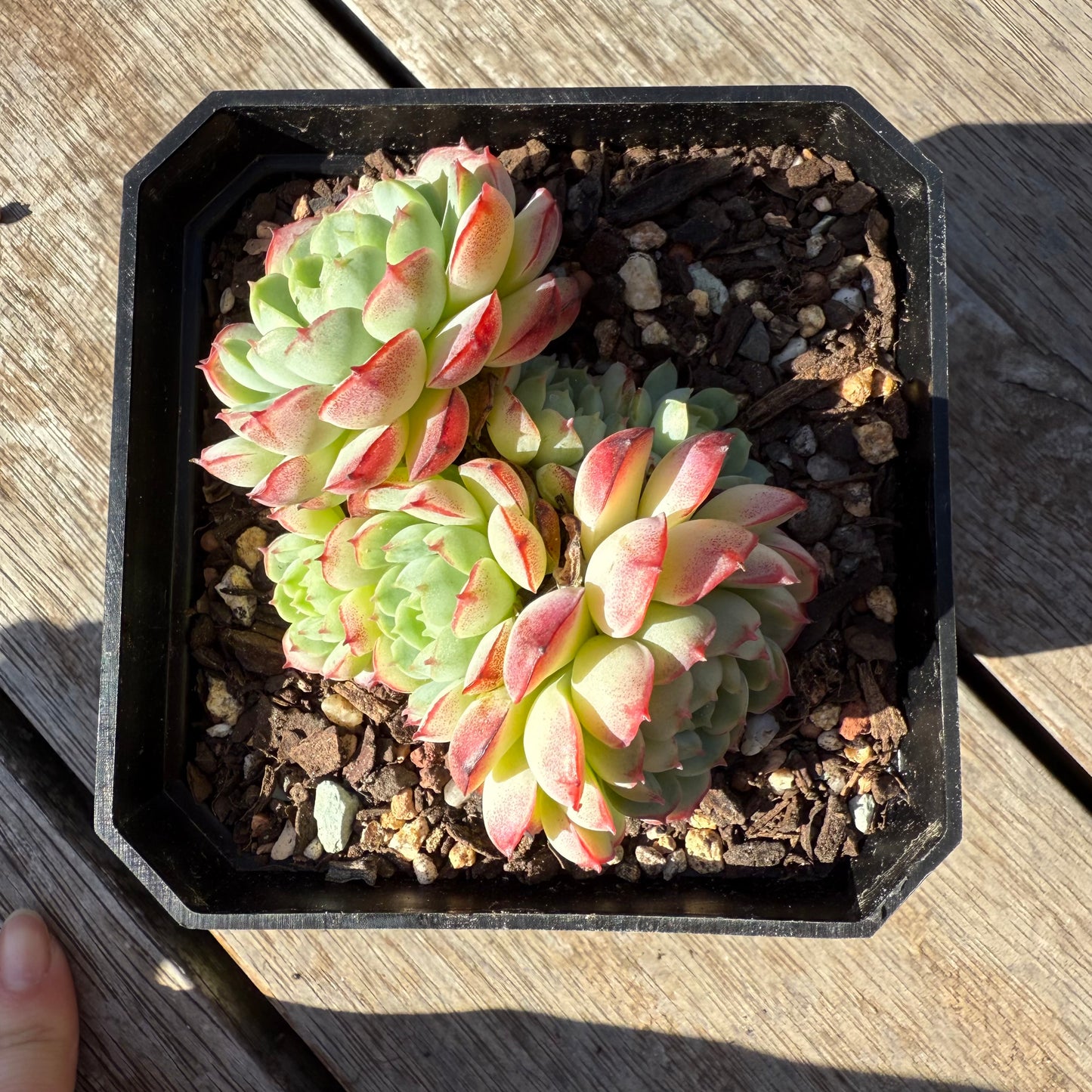 1305 Echeveria Minima Hybrid