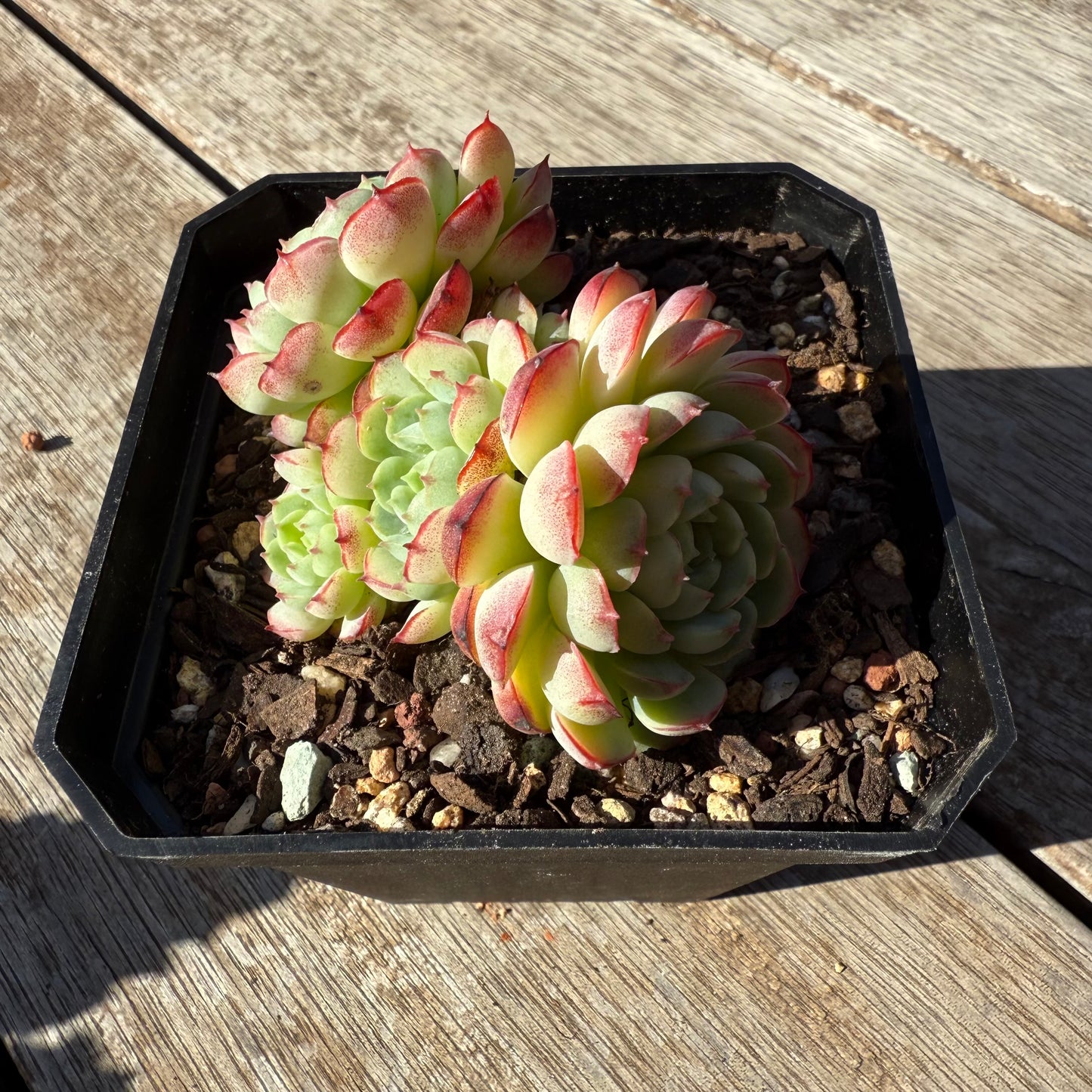 1305 Echeveria Minima Hybrid
