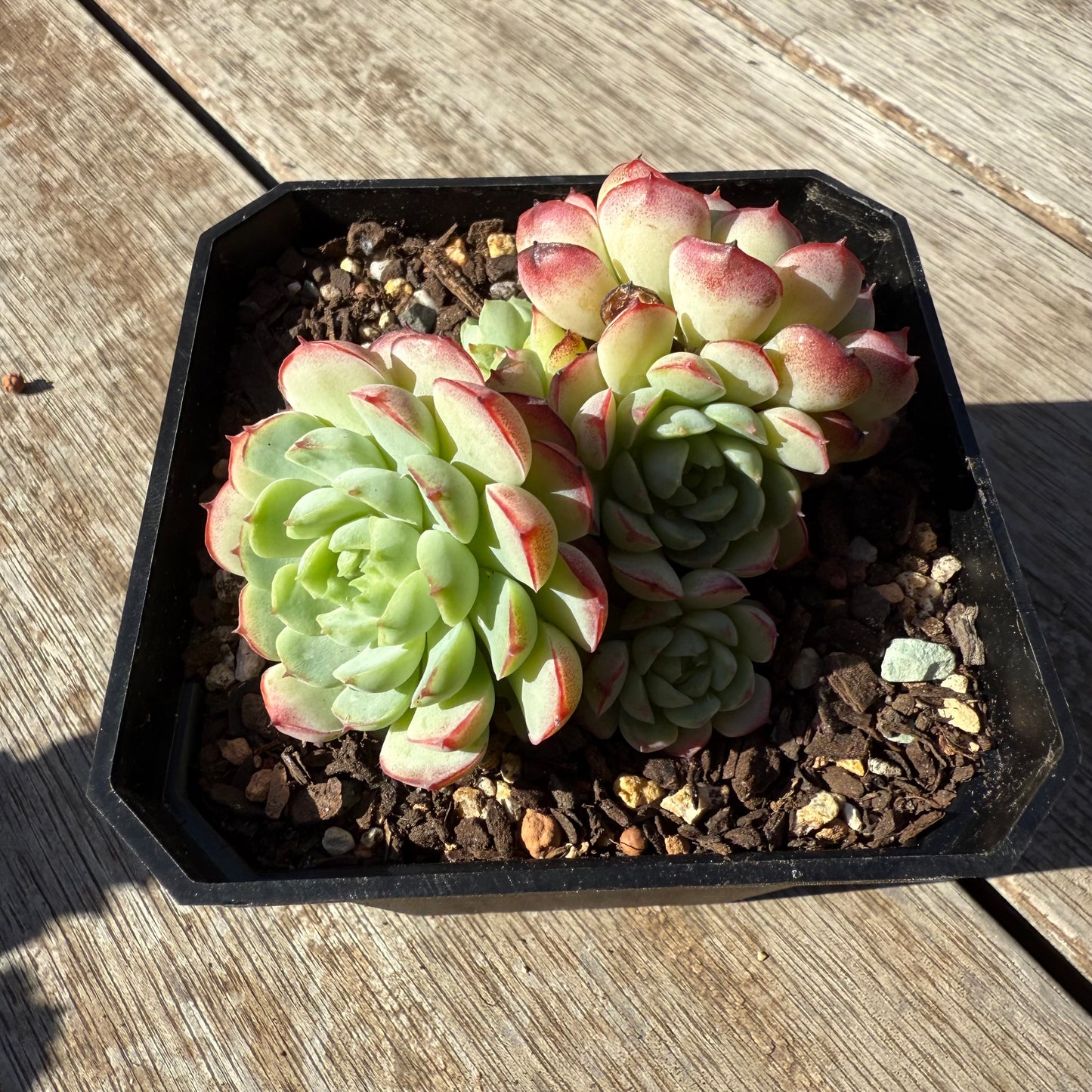 1305 Echeveria Minima Hybrid