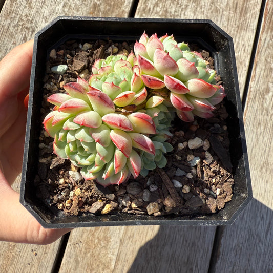 1305 Echeveria Minima Hybrid