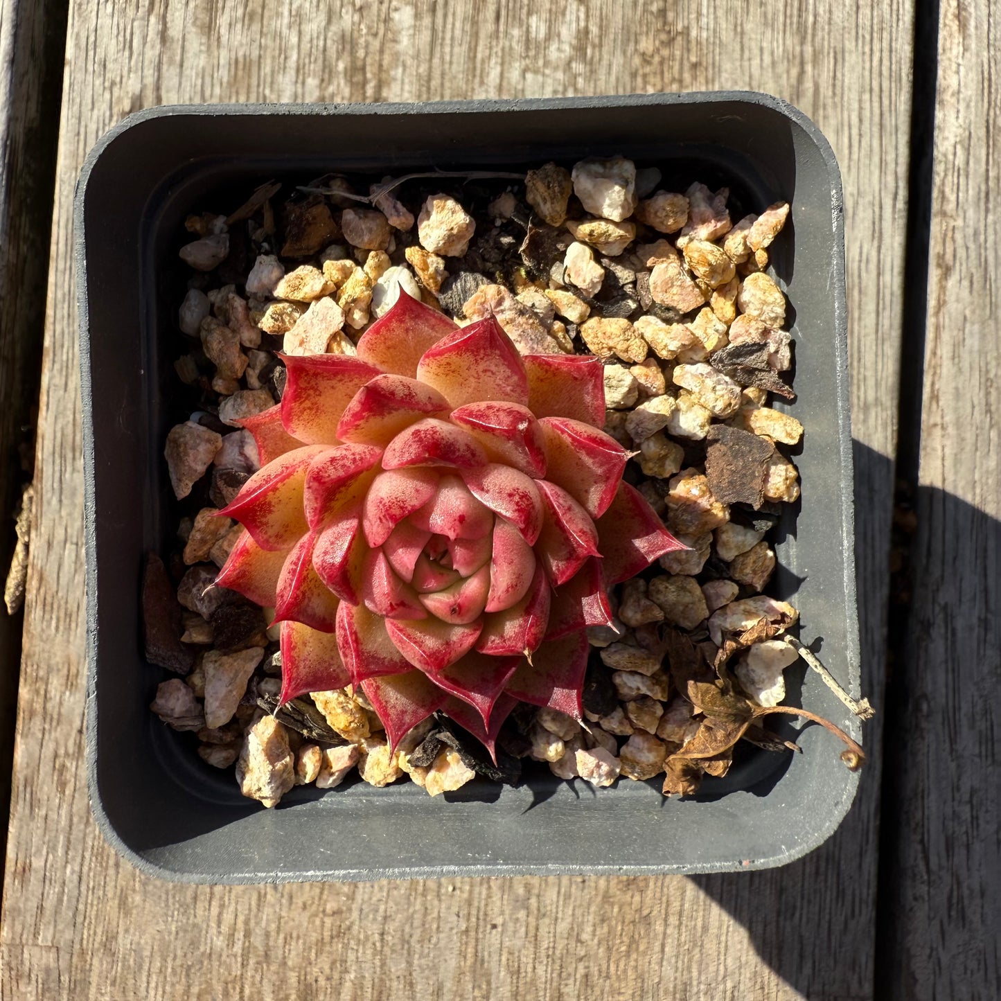 1305 Echeveria Queen 'Hi-ins'