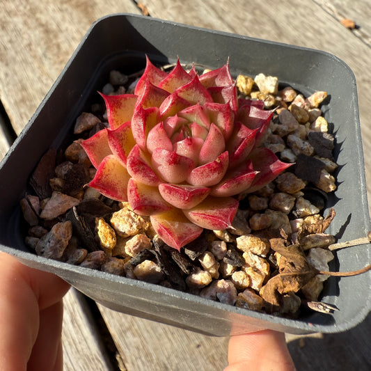 1305 Echeveria Queen 'Hi-ins'