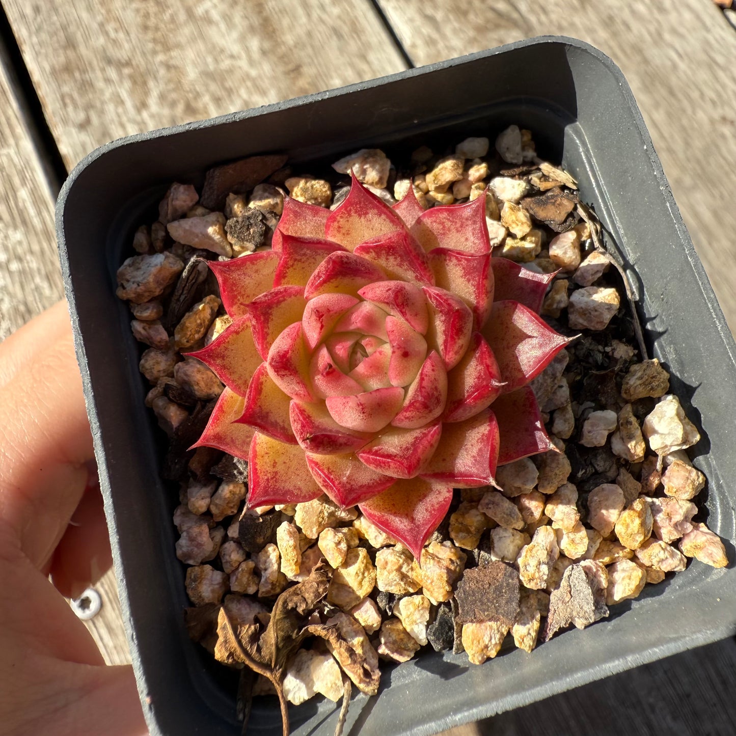 1305 Echeveria Queen 'Hi-ins'