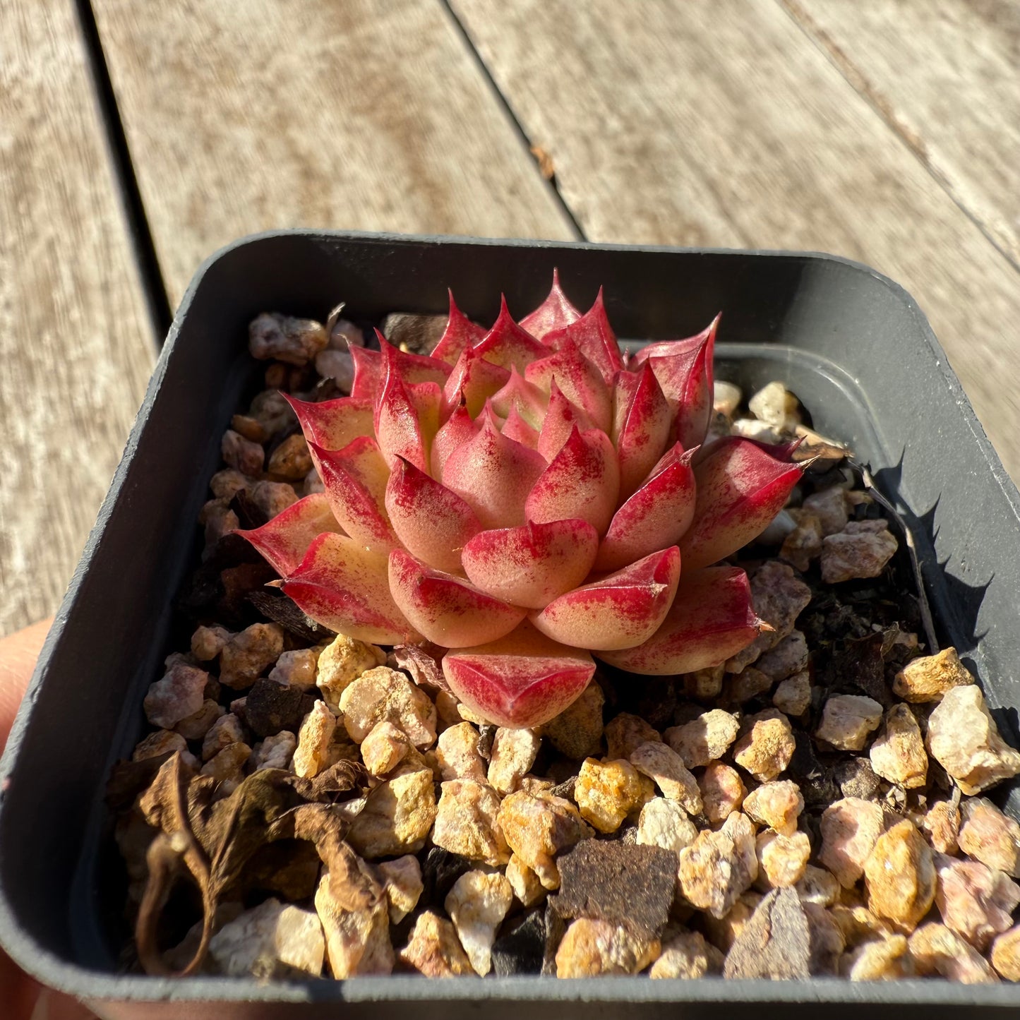 1305 Echeveria Queen 'Hi-ins'