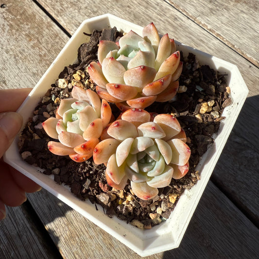 1305 Echeveria Tangy Orange