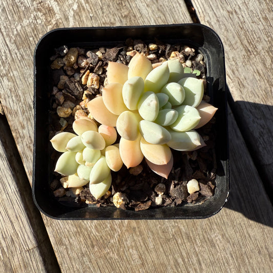 1305 Graptoveria White Horse