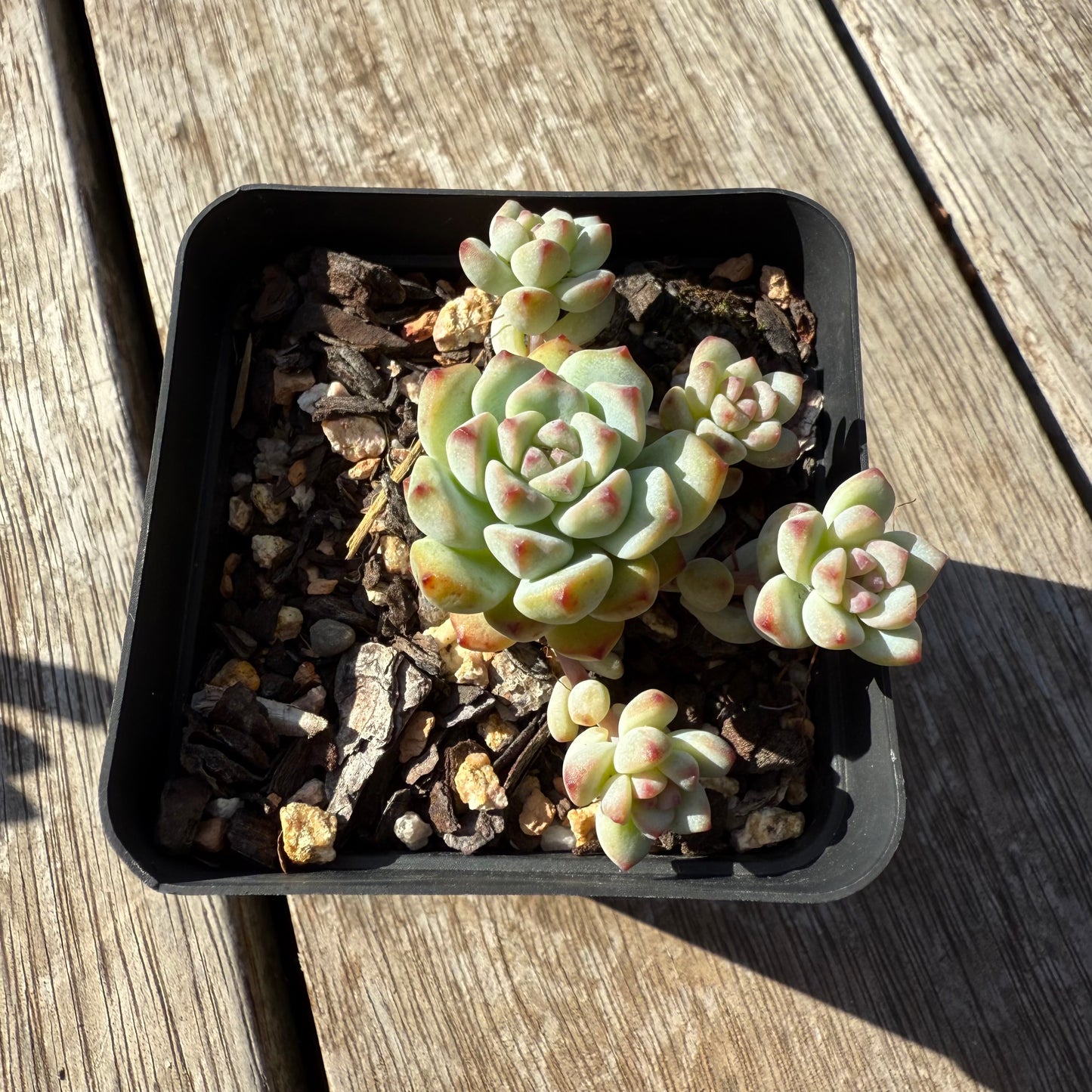 1305 Echeveria Caramel Spirit